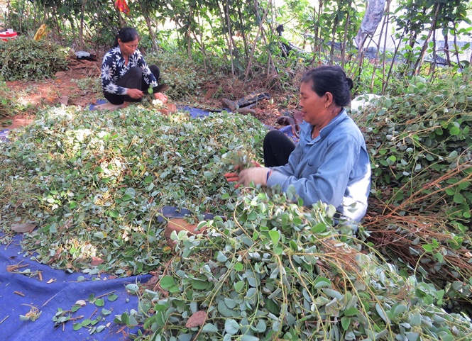 Kỳ vọng cây dược liệu, hồ tiêu ở Quảng Bình