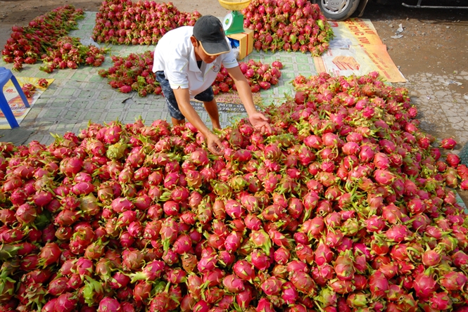 Xuất khẩu quả – rau – hoa hướng tới mục tiêu 10 tỷ USD/năm
