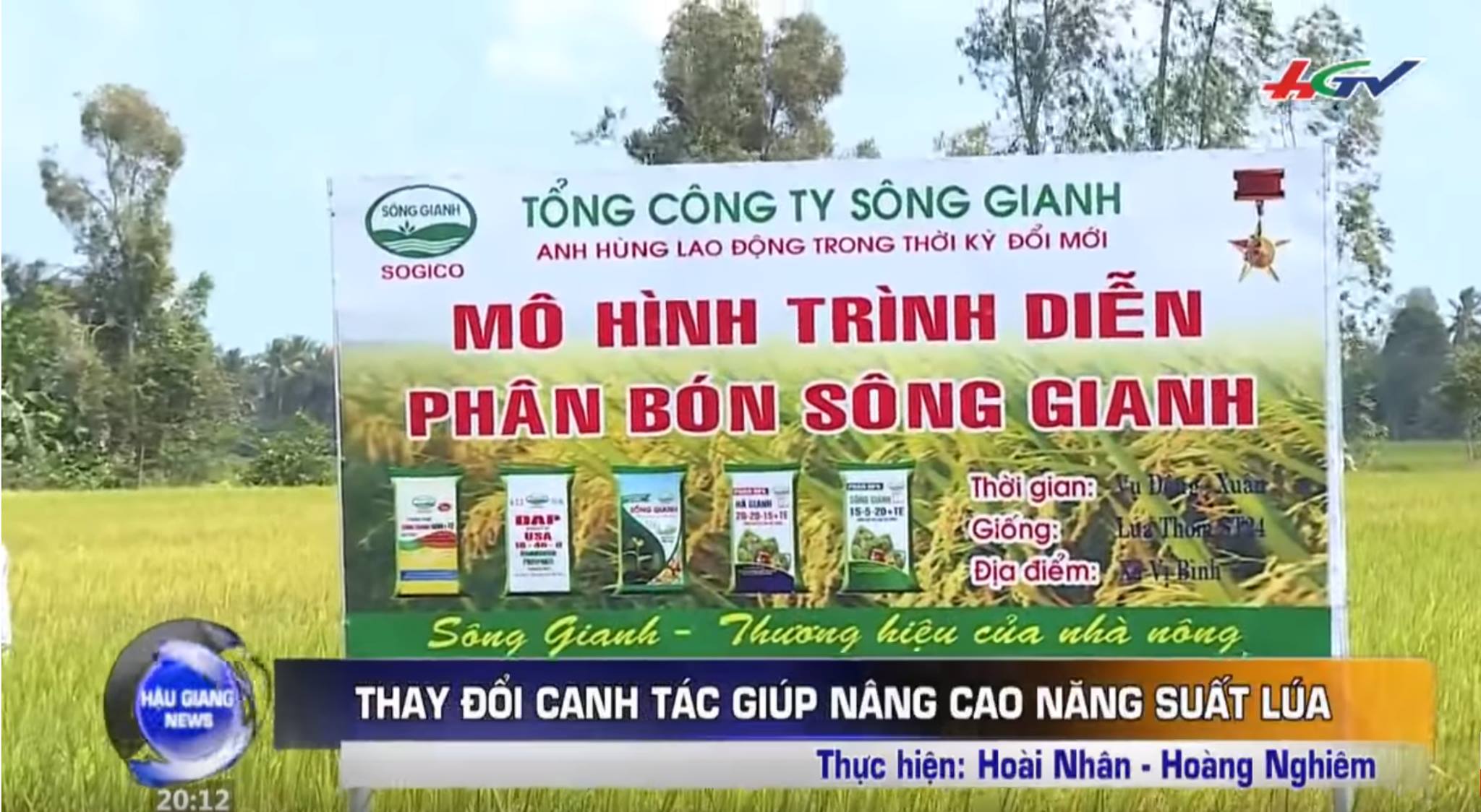 Tổng công ty Sông Gianh - CN T.p Hồ Chí Minh - Bình Dương thực hiện thành công mô hình trình diễn trên cây lúa ở Hậu Giang