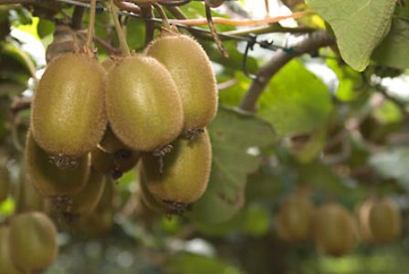 Phát triển cây ăn quả ôn đới ở vùng Tây Bắc: Cơ hội đang tới