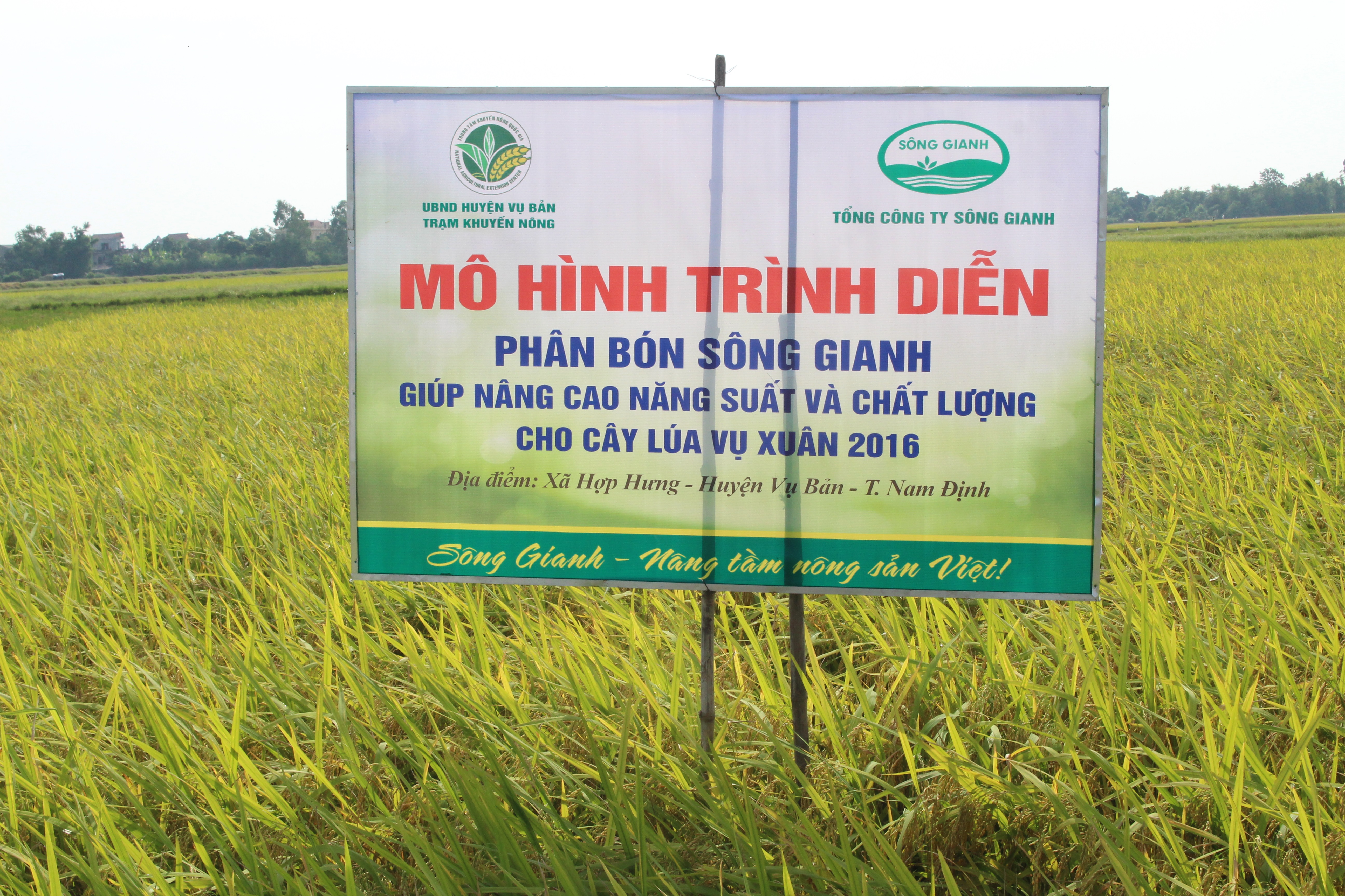 Cây lúa Nam Định trĩu bông nhờ phân bón Sông Gianh