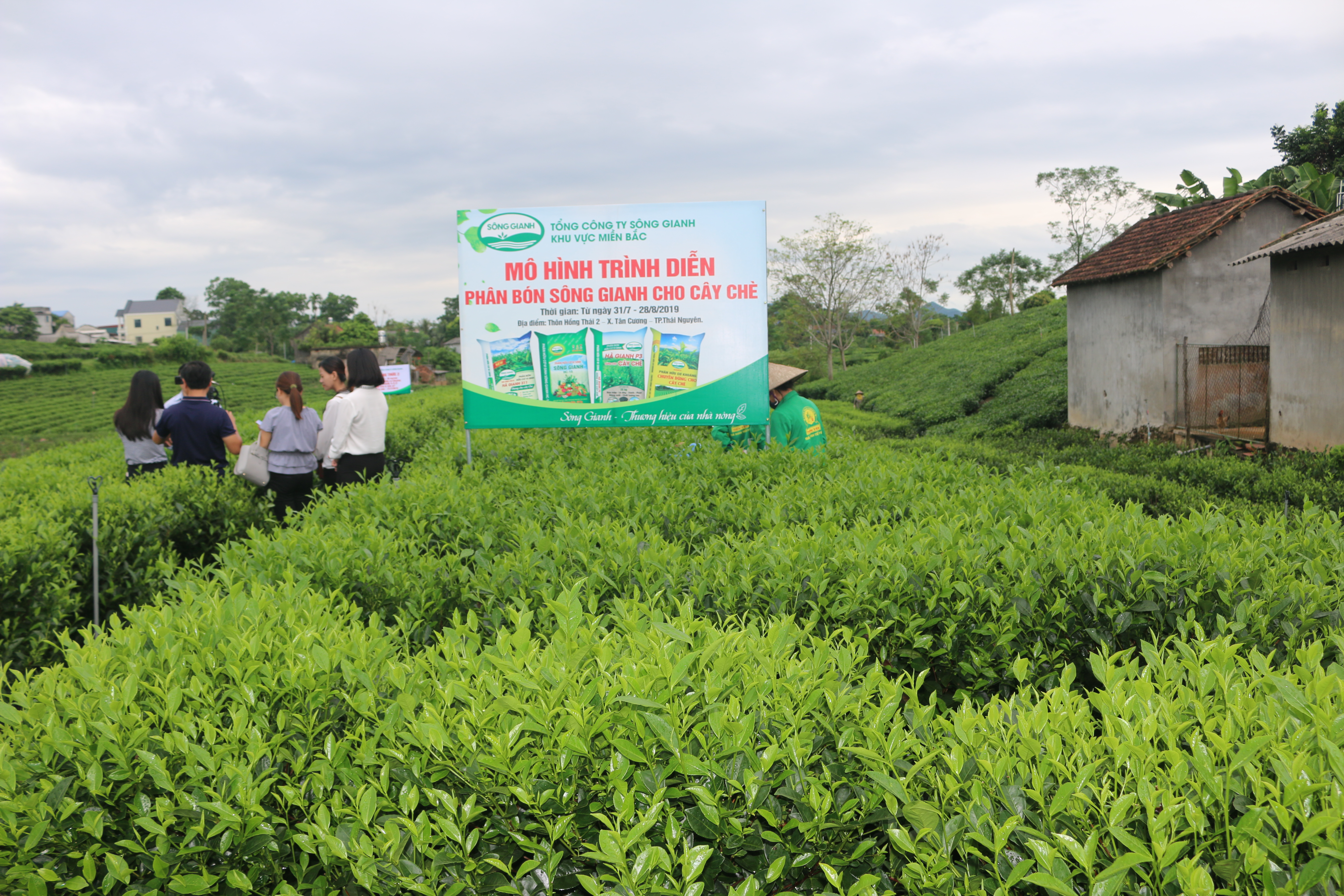 Chi nhánh Bắc Ninh - Tổng kết mô hình trình diễn phân bón hữu cơ cho cây chè tại Thái Nguyên 