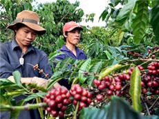 Cà phê Việt: Không thể lép vế trên sân nhà 